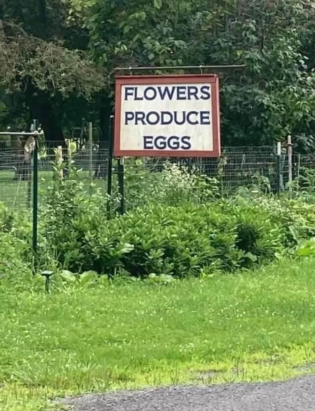 how eggs are born
